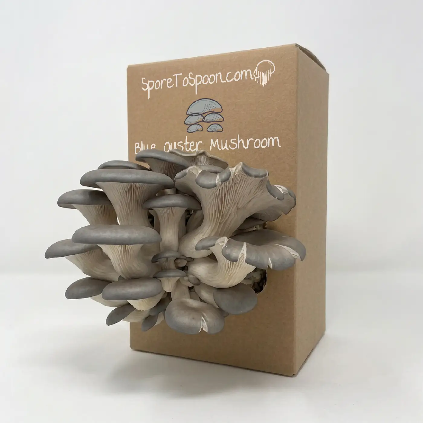 Blue Oyster Grow Kit