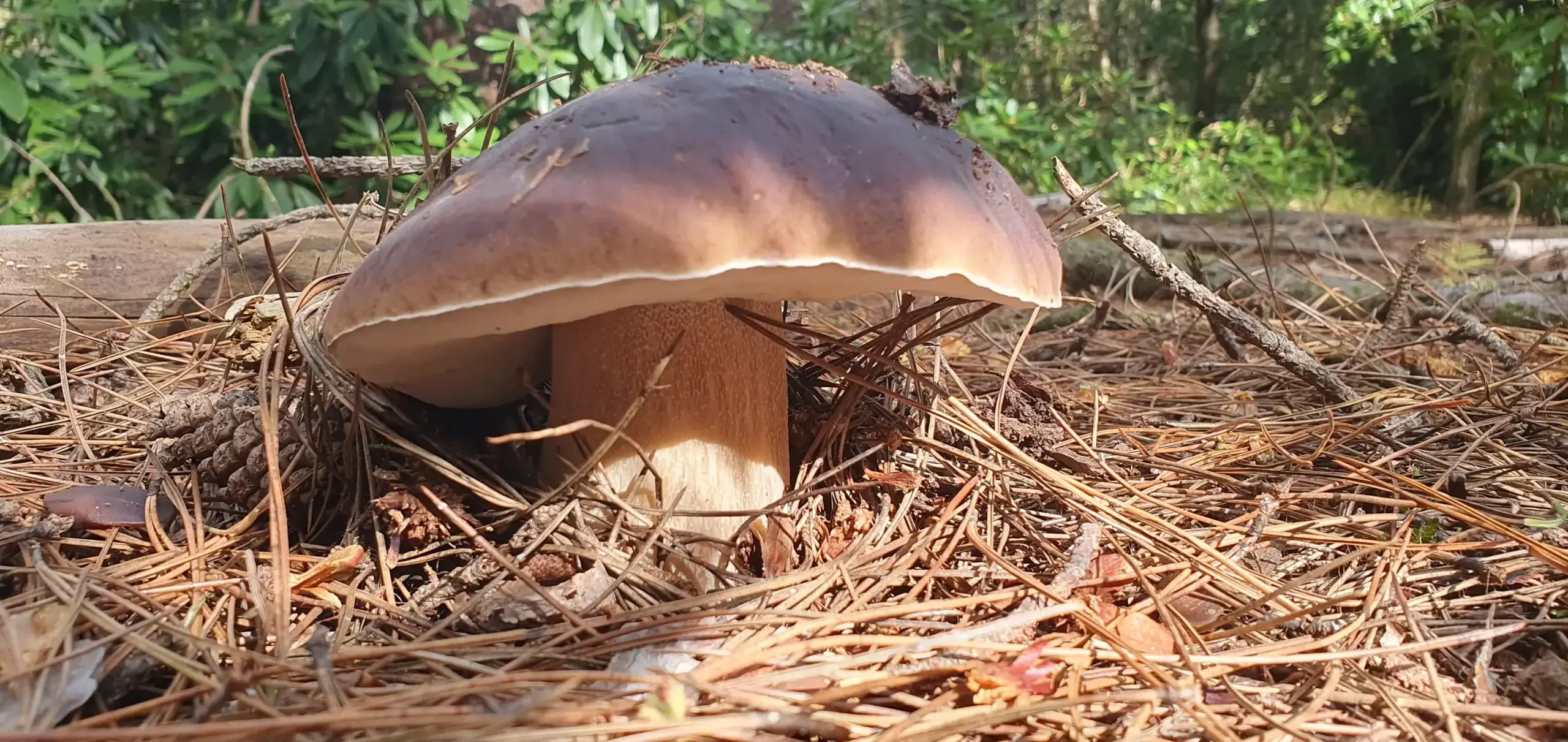 Can you grow Porcini mushrooms at home?