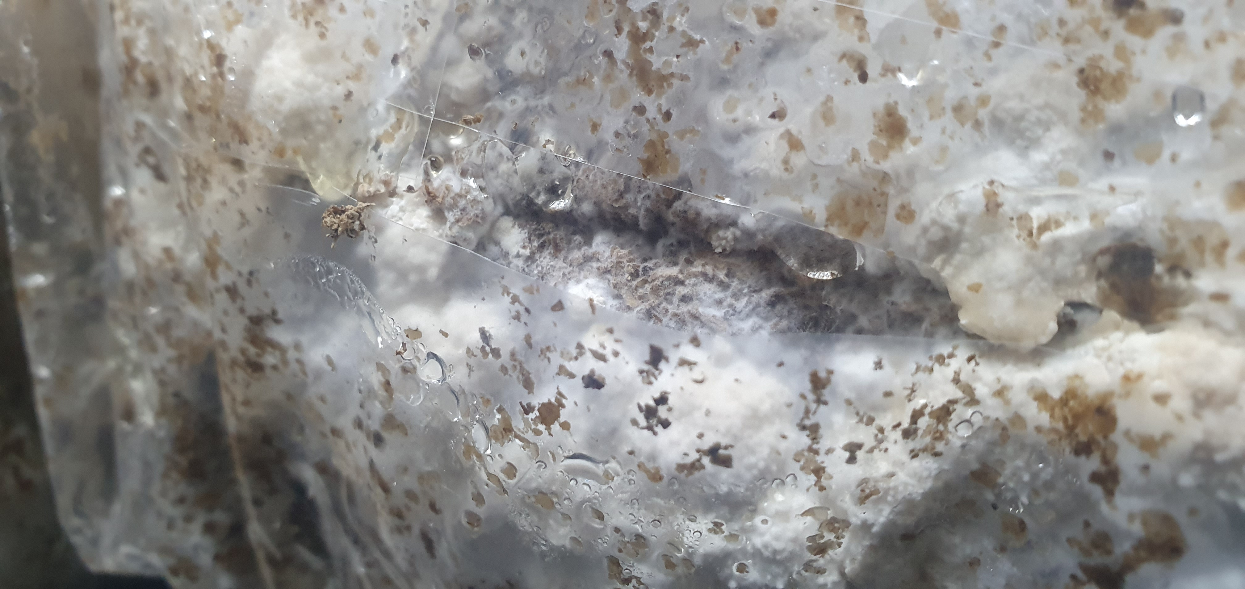 Is the white fuzz on my grow kit mycelium or mould?